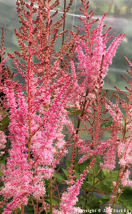 Astilbe chinensis 'Mighty Pip', kiinanjaloangervo